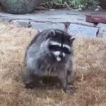 Jimothy the Raccoon