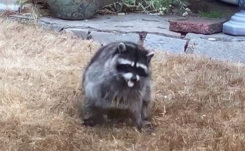 Jimothy the Raccoon